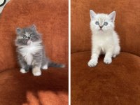 British Longhair Ve Shorthair Güzellikler