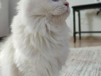 Güzel British Longhair Prensesim