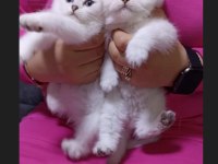 Safkan ayı surat sıfır kulak scottish fold yavrularımız