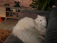 Beyaz Kedimiz Zeka Küpü Oyuncu Uysal Çocuk Dostu Erkek Pamuk