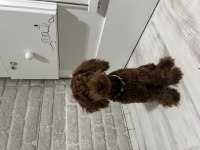 6 Aylık Yavru Erkek Poodle