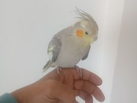 Çift Olarak Tamamen Evcil Sultan Papağanları