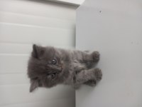 8 yavru kedimiz sahiplendirilecek