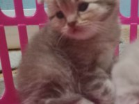 Erkek Ve Dişi British Shorthair Bebekler