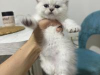 British shorthair dişi kedimiz