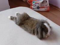 Hollanda lop tavşanı