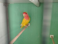 Kırmız Göz Sevda Papağanı Takım