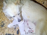 Safkan Pomeranian Spitz Yavrular