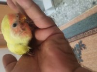 Sevda papağanı el besleme