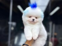 2 buçuk aylık pomeranian