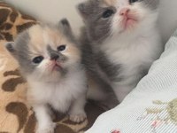 Exotic Shorthair Bebeklerimiz