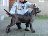 Şecereli full aşılı cane corso yavruları