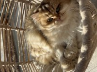 British Longhair 3 Yaşında