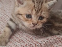 Kırçıllı dişi british shorthair yavru