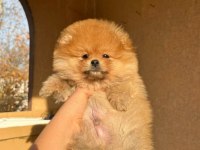 Teddy bear pomeranian bebeğimiz