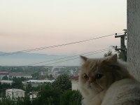 Kedimiz Yeni Yuvasını Arıyor