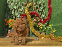 Toy poodle köpeği yavrularımız