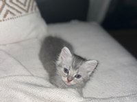 5 British Yavru British Shorthair Kedimiz Yeni Yuvaya Hazır