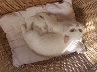 Kar beyaz british shorthair sağlıklı oyuncu canlar