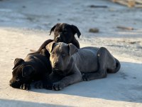 A Kalite Cane Corso Bebekler