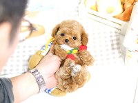 Toy Poodle Yavrularım Ücretsiz Değildir