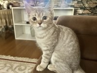 British Dişi Ve Erkek Kedilerim