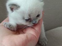 Alıştırmalık british shorthair