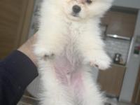 Uslu zeki oyuncu ayıcık surat pomeranian boo