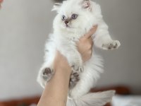 Güzellik Abidesi British Longhair Yavru