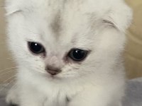 Dişi Ve Erkek 55 Günlük Scottish Ve British Yavru Kediler