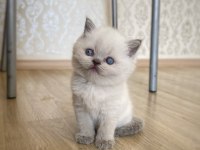 A Kalite British Shorthair Blue Point