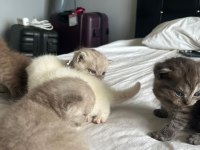 20 Günlük Scottish Ve British Yavrularımız