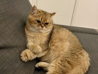 Bu Kedi Safkan Golden Evinizi Şenlendirecek