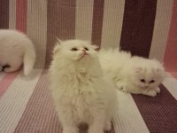 Longhair erkek dişi yavru kediler