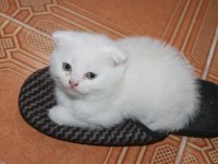 Safkan Beyaz British Shorthair Yavrularımız Yeni Yuvalarını Arıyor!
