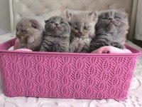 Scottish fold yavru kediler