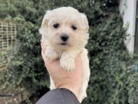 Teacup Maltese Terrier Yavrularımız
