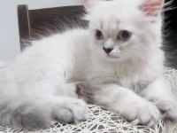 Scottish Straight Red Point Silver Erkek 21 Nisan Doğumlu