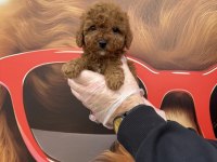 Irk garantili toy poodle yavrularımız