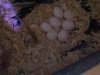 Çift Muhabbet Kuşu (Uygun Fiyat)