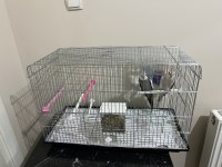 Sultan Papağanı Çocuklar İçin Almıştım