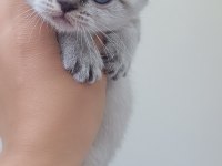 Scottish Fold Blue Point
