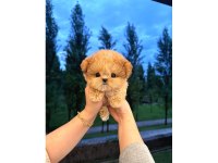 Kore Maltipoo Bebeklerim