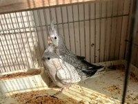 45 Günlük Yavru Sultan Papağanı