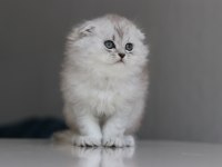 Full Şecereli Babadan Teslime Hazır Erkek British Longhair