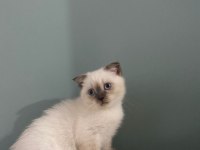 British Shorthair Yavrularımız Yeni Yuvalarını Arıyor