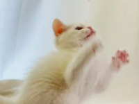 En Çok Konuşan: Farklı Gözlere Sahip Beyaz British Shorthair