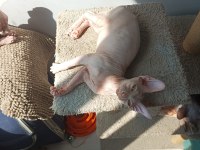 Kanada Sfenks Yavrular Uygun Verilecektir