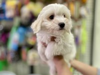 Pamuk Gibi Maltese Terrier Yavrumuz