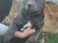 Dev cane corso yavruları